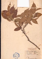 藏品(針糙葉樹、光葉白顏樹)的圖片