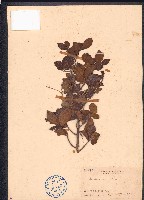 藏品(雀腎樹)的圖片