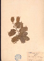 藏品(鐵靈花)的圖片