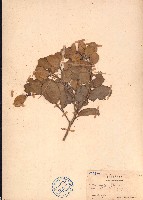 藏品(鐵靈花)的圖片