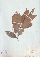 藏品(印度栲、印度苦櫧)的圖片