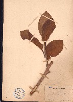 藏品(大葉榕、高山榕)的圖片