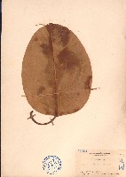 藏品(大葉榕、高山榕)的圖片