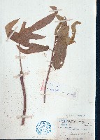 藏品(粗葉榕)的圖片