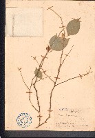 藏品(垂葉榕、小葉榕)的圖片