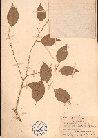藏品(垂葉榕、小葉榕)的圖片