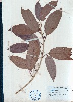 藏品(大葉水榕、池樹)的圖片