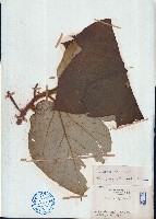 藏品(粗葉榕)的圖片