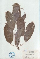 藏品(黄葛樹、黄葛榕)的圖片