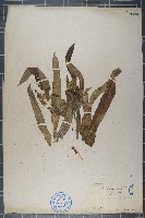 藏品(粗葉榕)的圖片