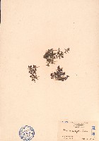 藏品(小葉冷水麻)的圖片