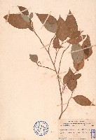 藏品(雙果桑)的圖片