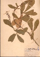 藏品(海南山龍眼)的圖片