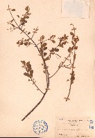 藏品(小葉梨果寄生、藍木桑寄生)的圖片