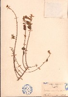 藏品(小葉梨果寄生、藍木桑寄生)的圖片