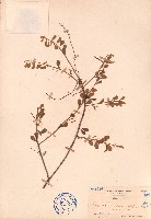 藏品(小葉梨果寄生、藍木桑寄生)的圖片