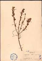 藏品(小葉梨果寄生、藍木桑寄生)的圖片