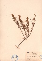 藏品(小葉梨果寄生、藍木桑寄生)的圖片