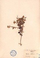 藏品(小葉梨果寄生、藍木桑寄生)的圖片