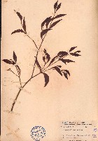 藏品(柄果槲寄生、刀葉槲寄生)的圖片