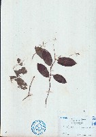 藏品(火炭母草)的圖片