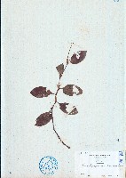 藏品(火炭母草)的圖片