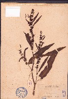 藏品(皺葉酸模)的圖片