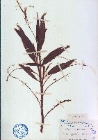 藏品(紅辣蓼)的圖片