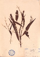藏品(紅辣蓼)的圖片