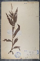 藏品(蠶繭草、蠶繭蓼)的圖片
