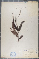 藏品(蠶繭草、蠶繭蓼)的圖片