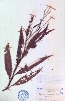 藏品(蠶繭草、蠶繭蓼)的圖片