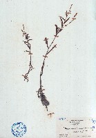 藏品(細葉蓼)的圖片