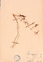 藏品(砂莧、阿蔓莧)的圖片