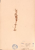 藏品(砂莧、阿蔓莧)的圖片