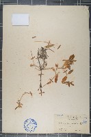 藏品(蓮子草)的圖片