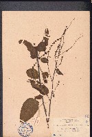 藏品(漿果莧)的圖片