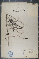 藏品(漿果莧)的圖片