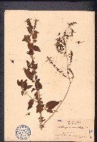 藏品(漿果莧)的圖片