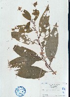 藏品(多籽漿果莧)的圖片