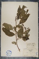 藏品(漿果莧)的圖片