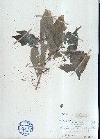 藏品(多籽漿果莧)的圖片