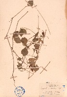 藏品(假川牛膝、杯莧)的圖片