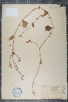 藏品(假川牛膝、杯莧)的圖片