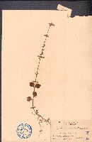 藏品(假川牛膝、杯莧)的圖片