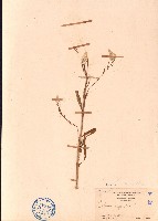 藏品(青葙)的圖片