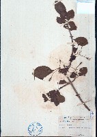 藏品(腺果藤)的圖片