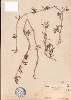 藏品(海馬齒)的圖片