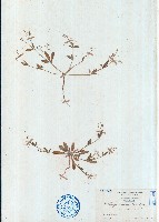 藏品(長梗星栗草、簇花粟米草)的圖片