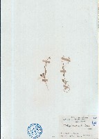 藏品(長梗星栗草、簇花粟米草)的圖片